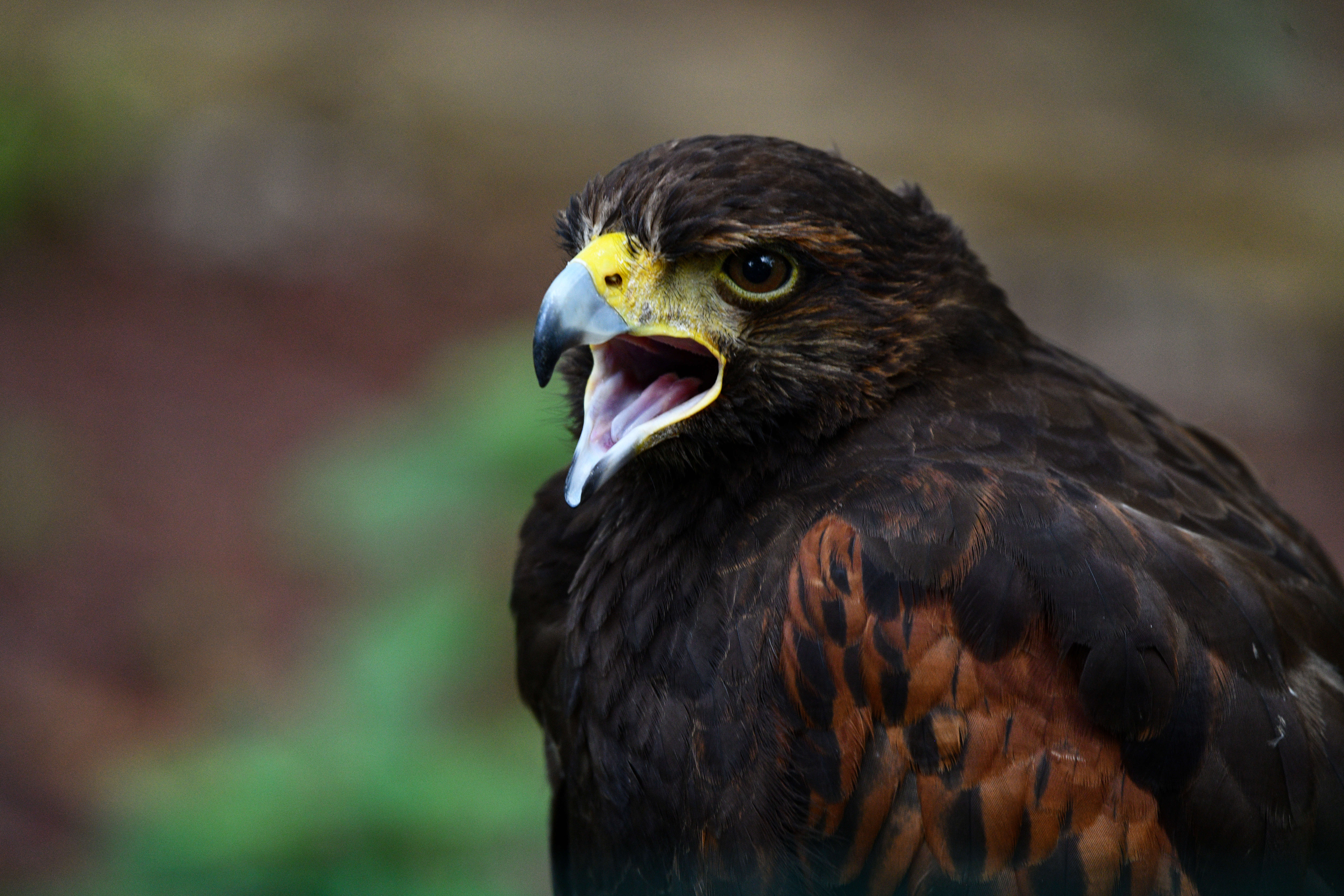 Veracruz, escenario del gran paso de aves rapaces