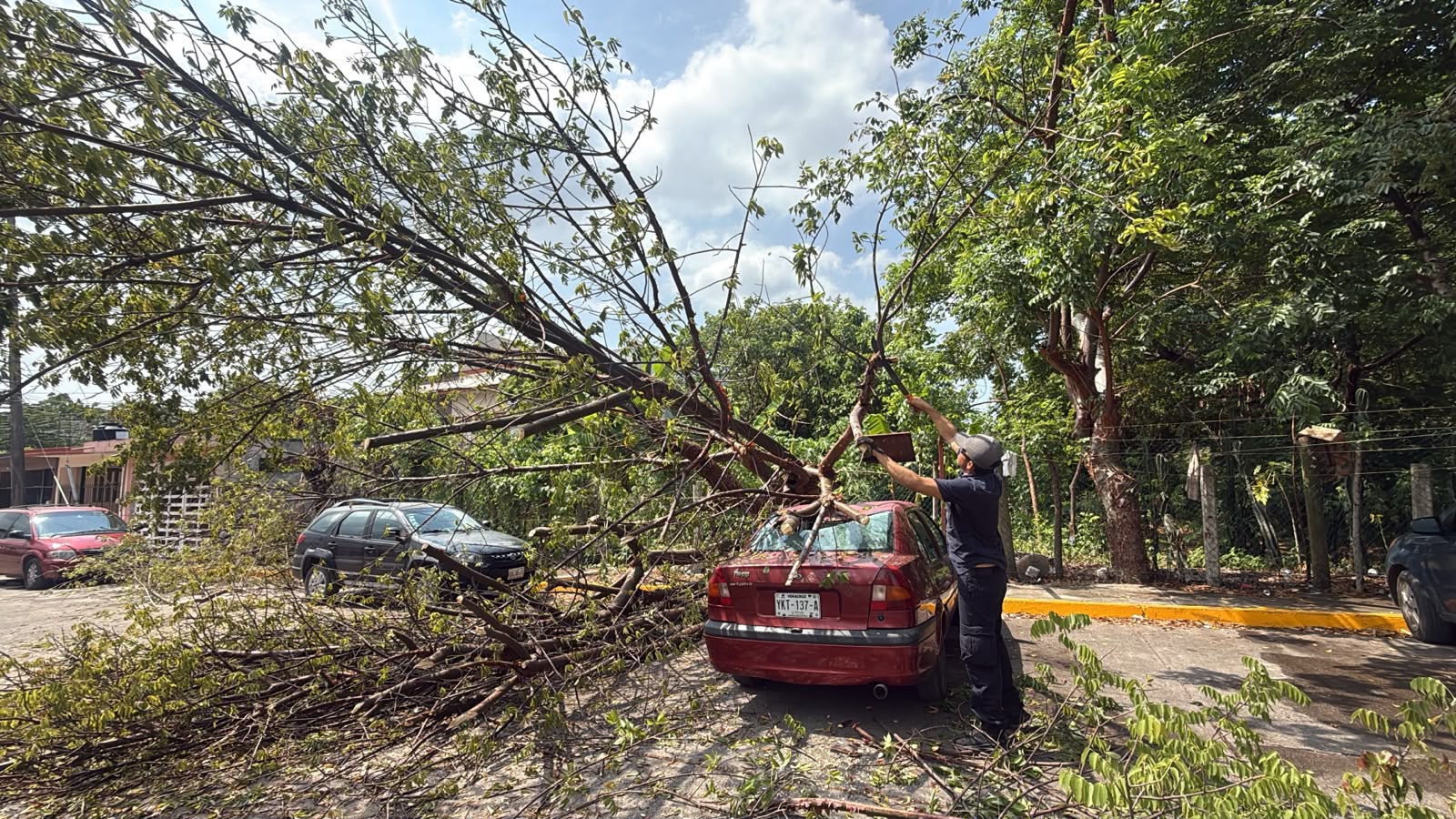 Tormenta sorprende a Poza Rica; árbol cae sobre un vehículo