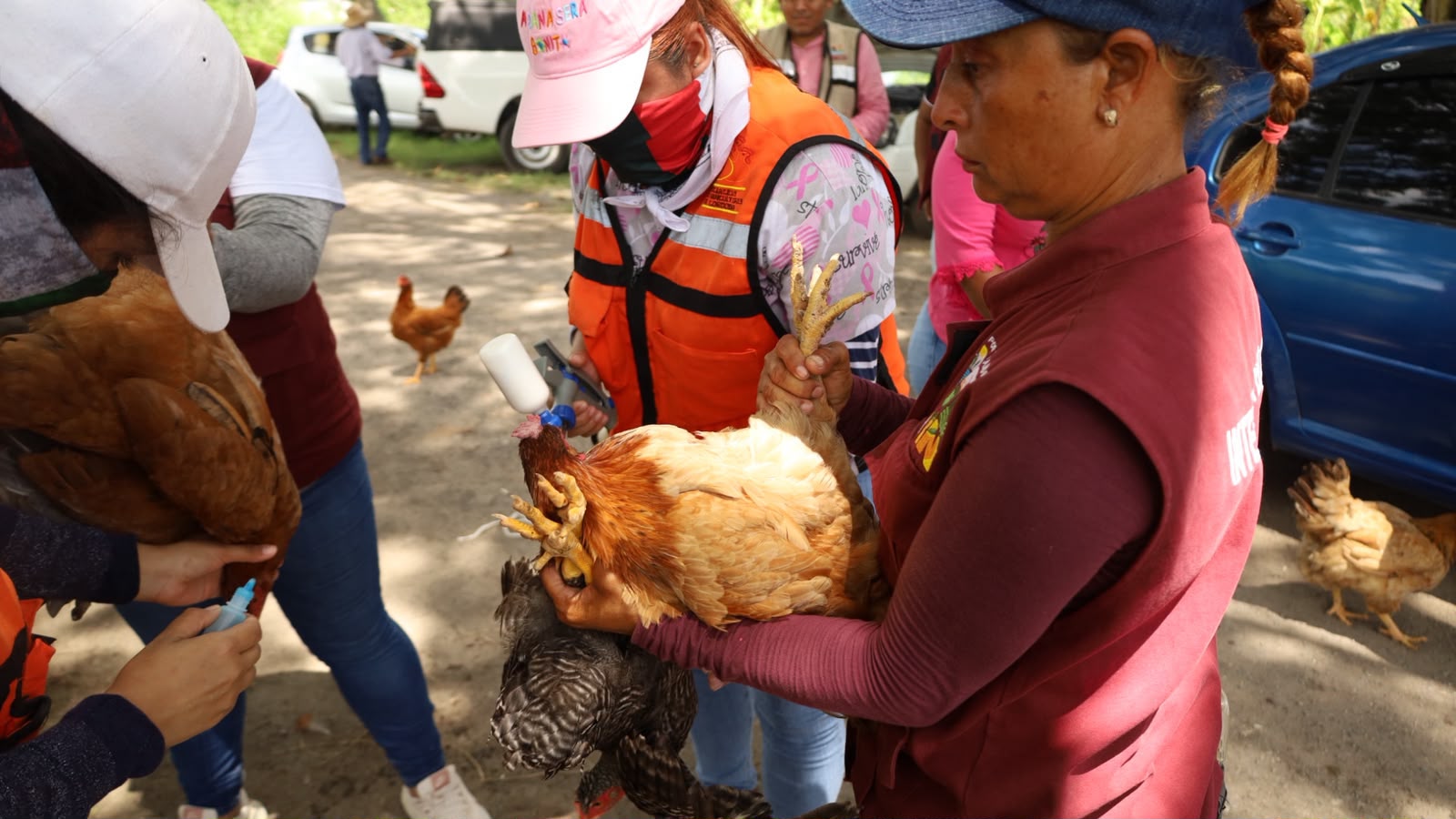 Fortalecen la sanidad avícola con campaña de vacunación contra el Newcastle en Medellín de Bravo