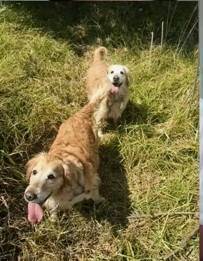 Jordy Vega ofrece recompensa por información que permita localizar a sus dos golden retriever desaparecidas