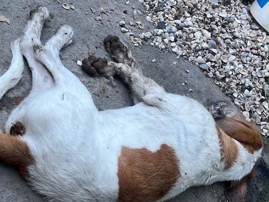 ¿Qué cambia con la reforma animal en Xalapa? Habrá sanciones inmediatas