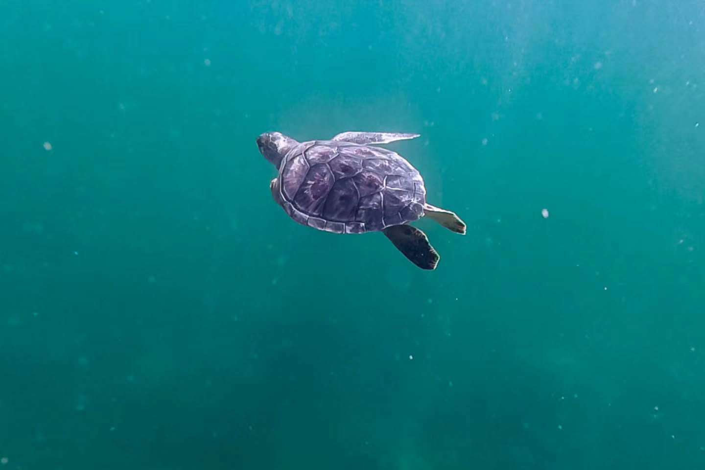 Liberan en Veracruz a Petra, tortuga rehabilitada por cuatro meses