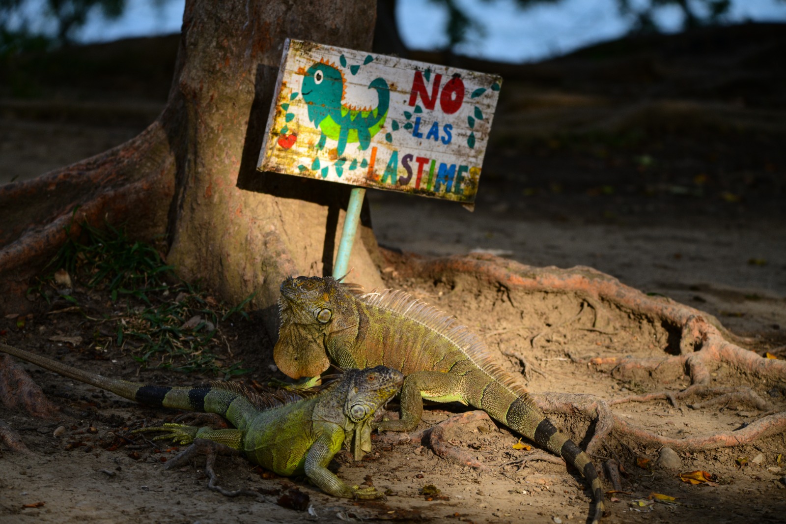 Parque de las Iguanas: naturaleza y vida silvestre en Tuxpan