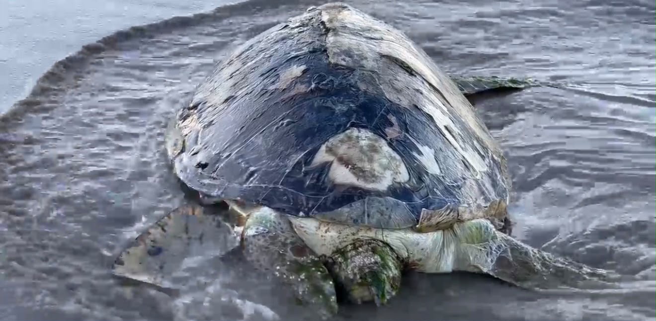 Hallan tortuga muerta en playa de Cazones de Herrera