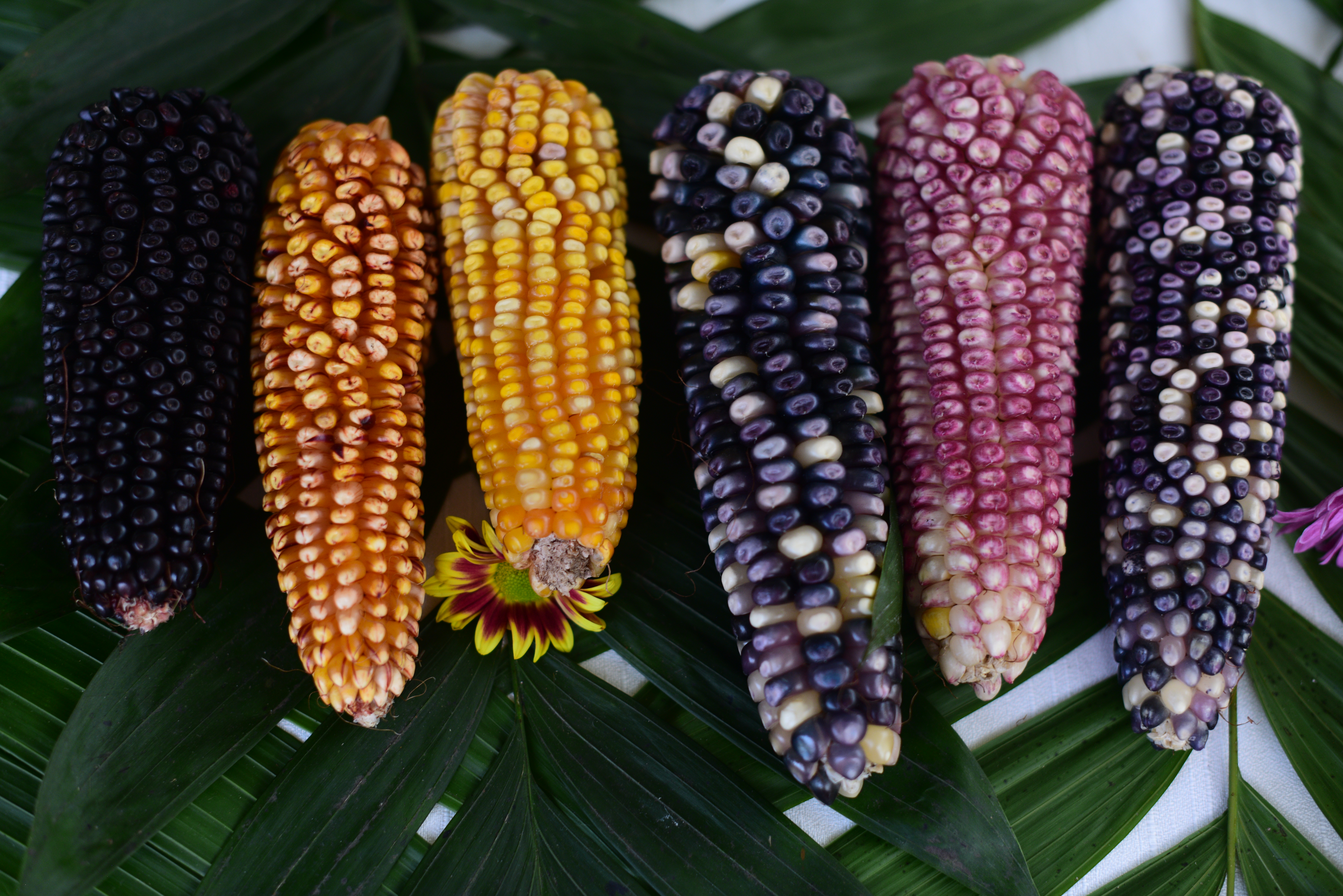 Veracruz, tierra de maíces, una diversidad que va mucho más allá del blanco