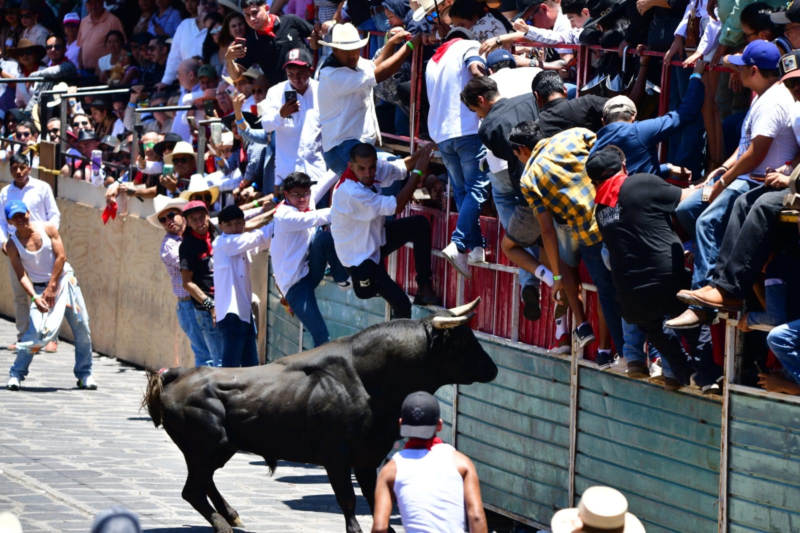 Toros y tradición: el origen de una de las fiestas más singulares de Veracruz