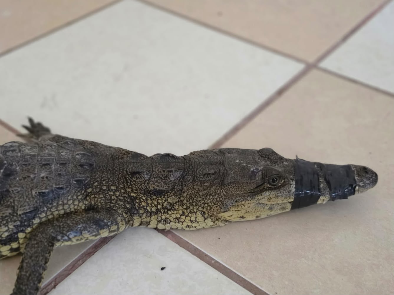 Rescatan cocodrilo dentro de una empresa en Coatzintla