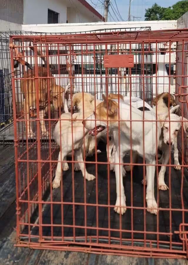 Rescatan a ocho caninos en condiciones insalubres, de abandono y maltrato en dos colonias de Veracruz
