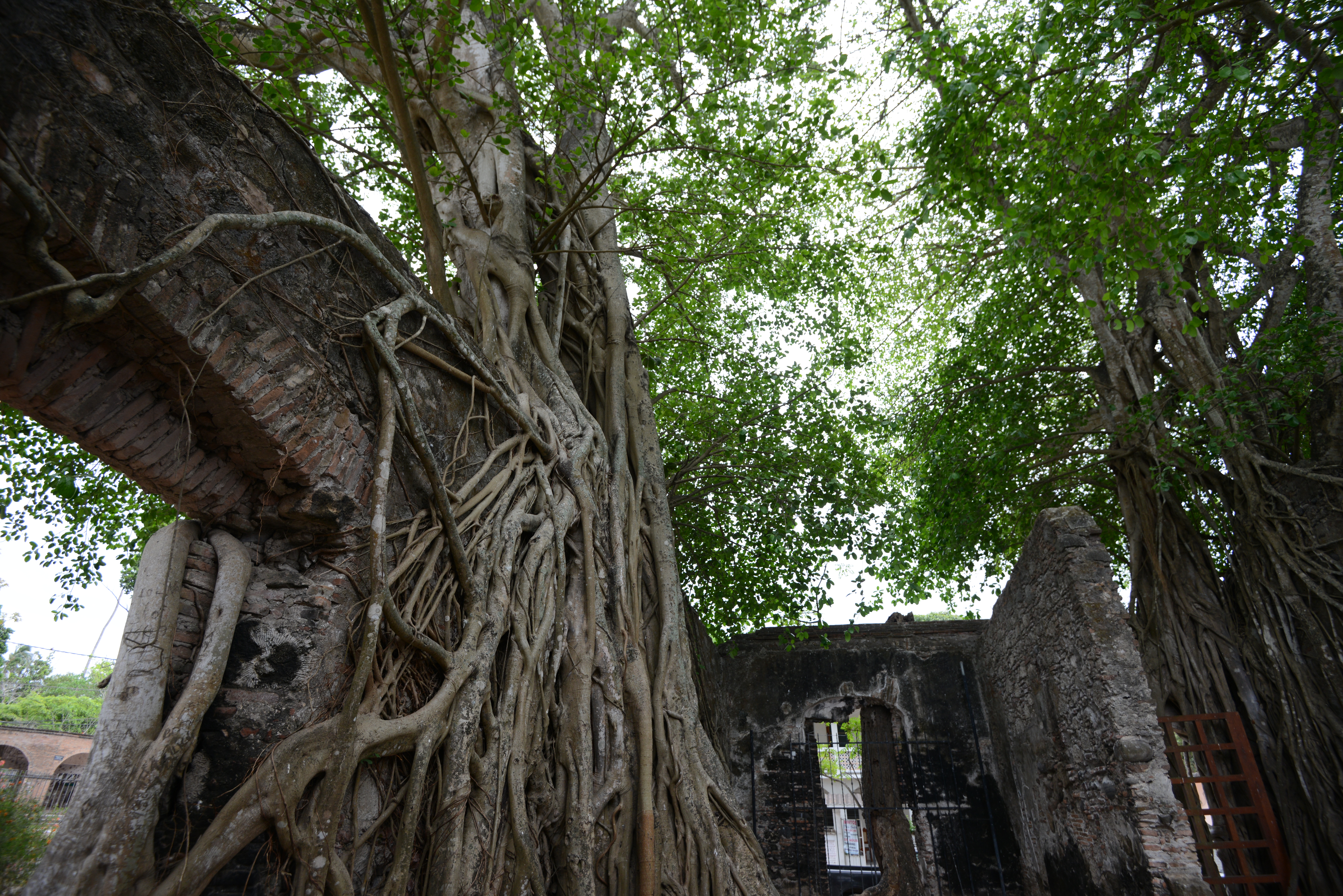 Casa de Cortés en La Antigua: historia y naturaleza entre las ruinas de Veracruz