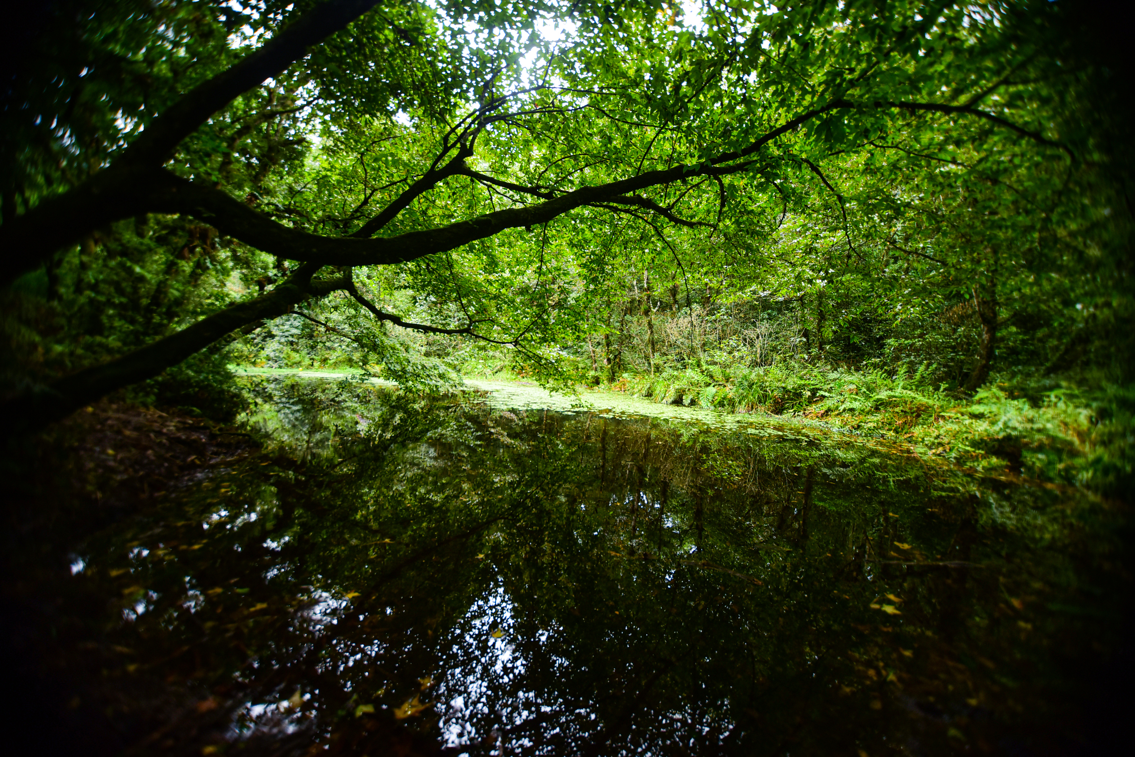 La Martinica, un bosque que resguarda agua y biodiversidad a minutos de Xalapa
