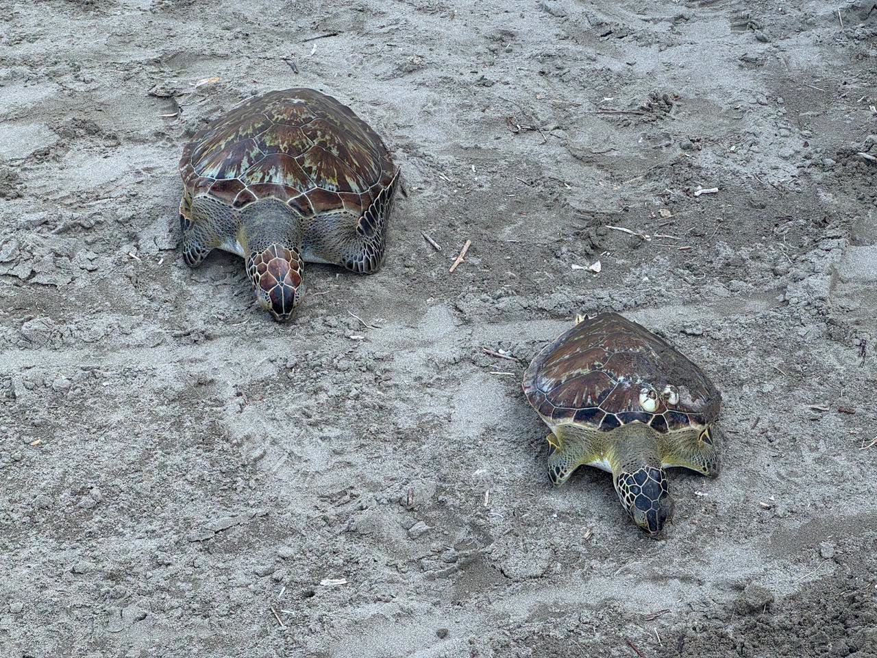 Reportan dos tortugas muertas en playas de Boca del Río
