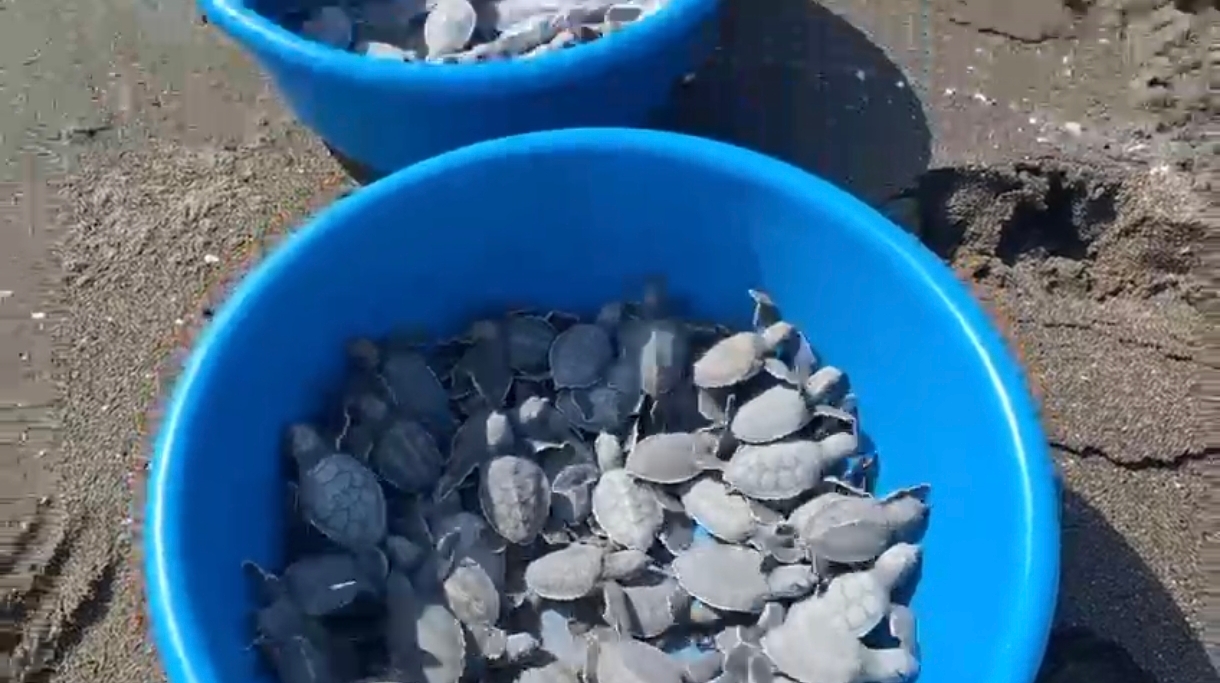 Liberan en Nautla 2 mil 600 crías de tortuga al mar
