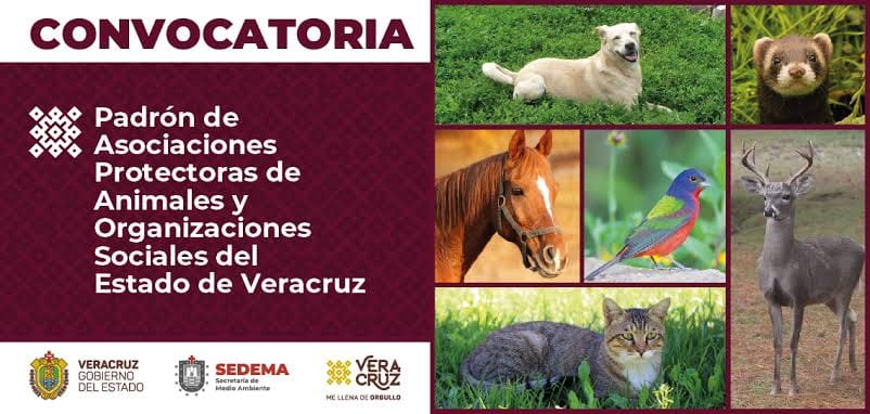 Abren en Veracruz padrón para asociaciones protectoras de animales