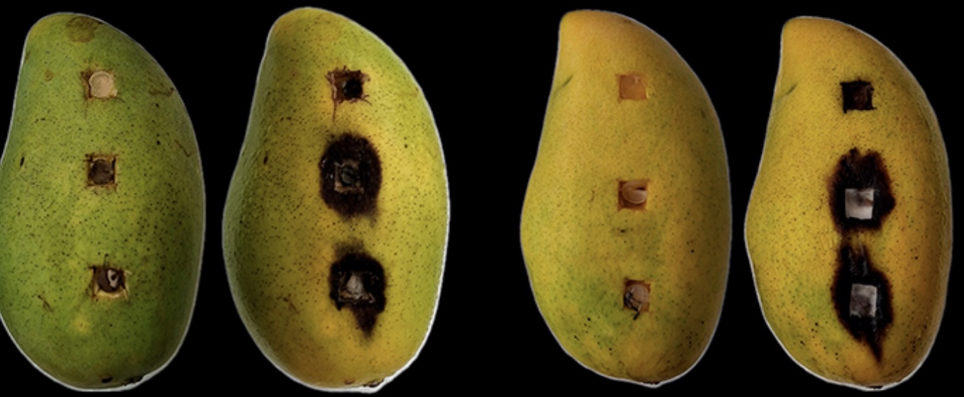 UV prueba alternativas biológicas contra hongo del mango manila