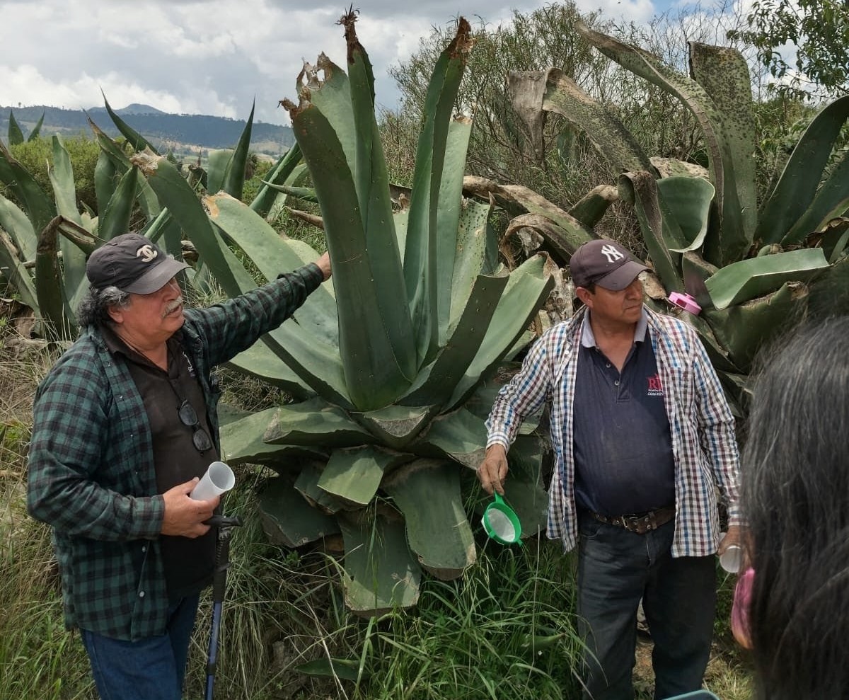 Del agave a la mesa: nace la Ruta del Pulque desde Xalapa