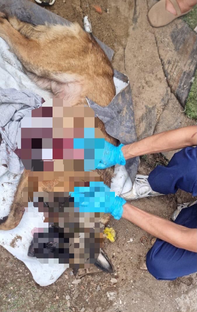 Matan a canino con arma de fuego en la colonia Las Bajadas de Veracruz puerto