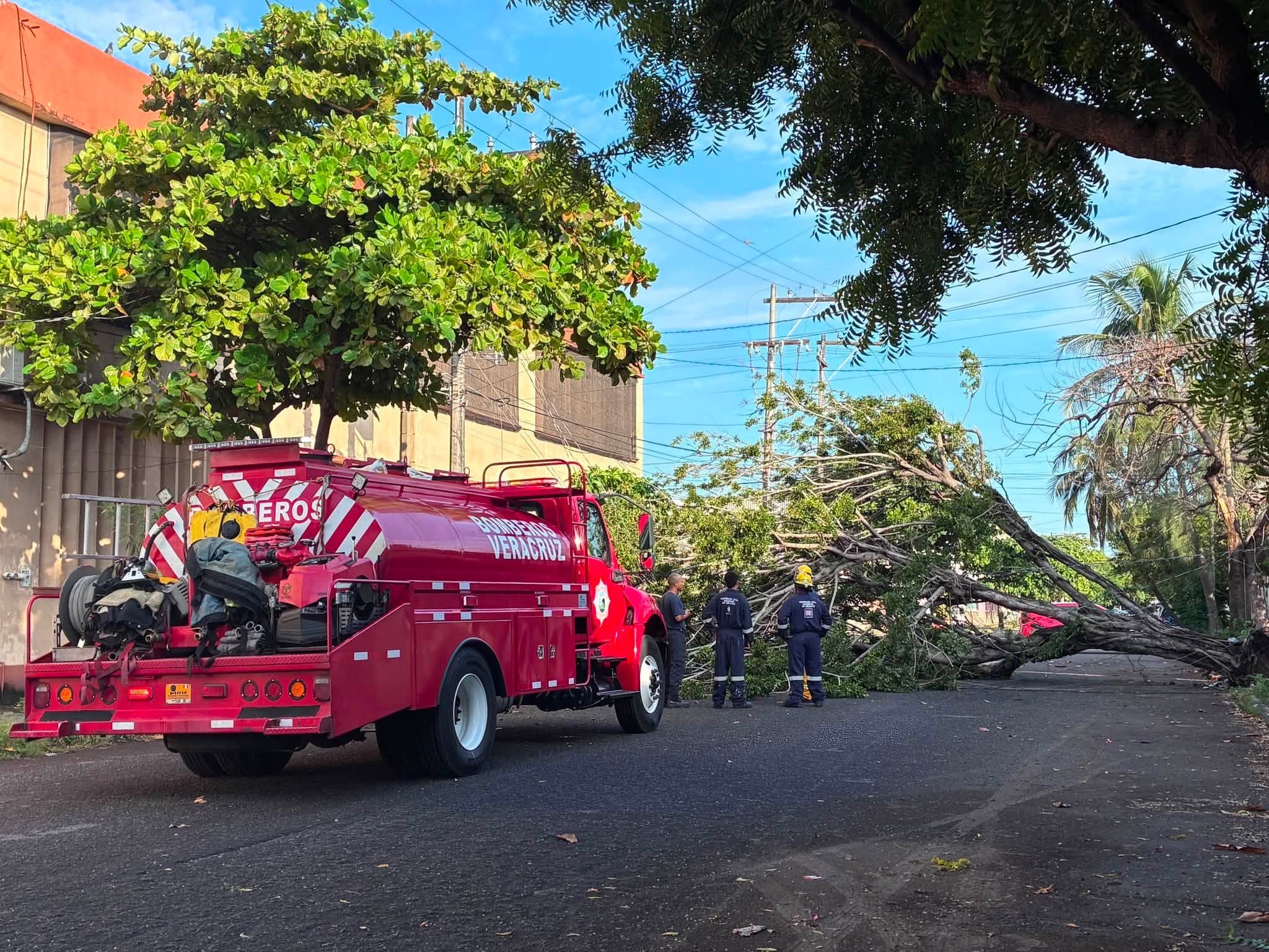 Cae árbol cerca de primaria en el centro de Veracruz