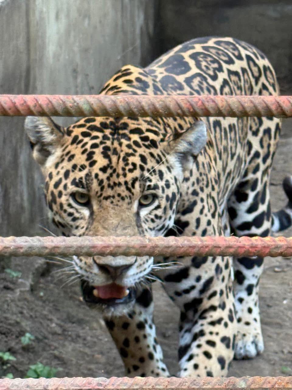 Alarma en Tihuatlán por posible escape de jaguar tras operativo de Profepa