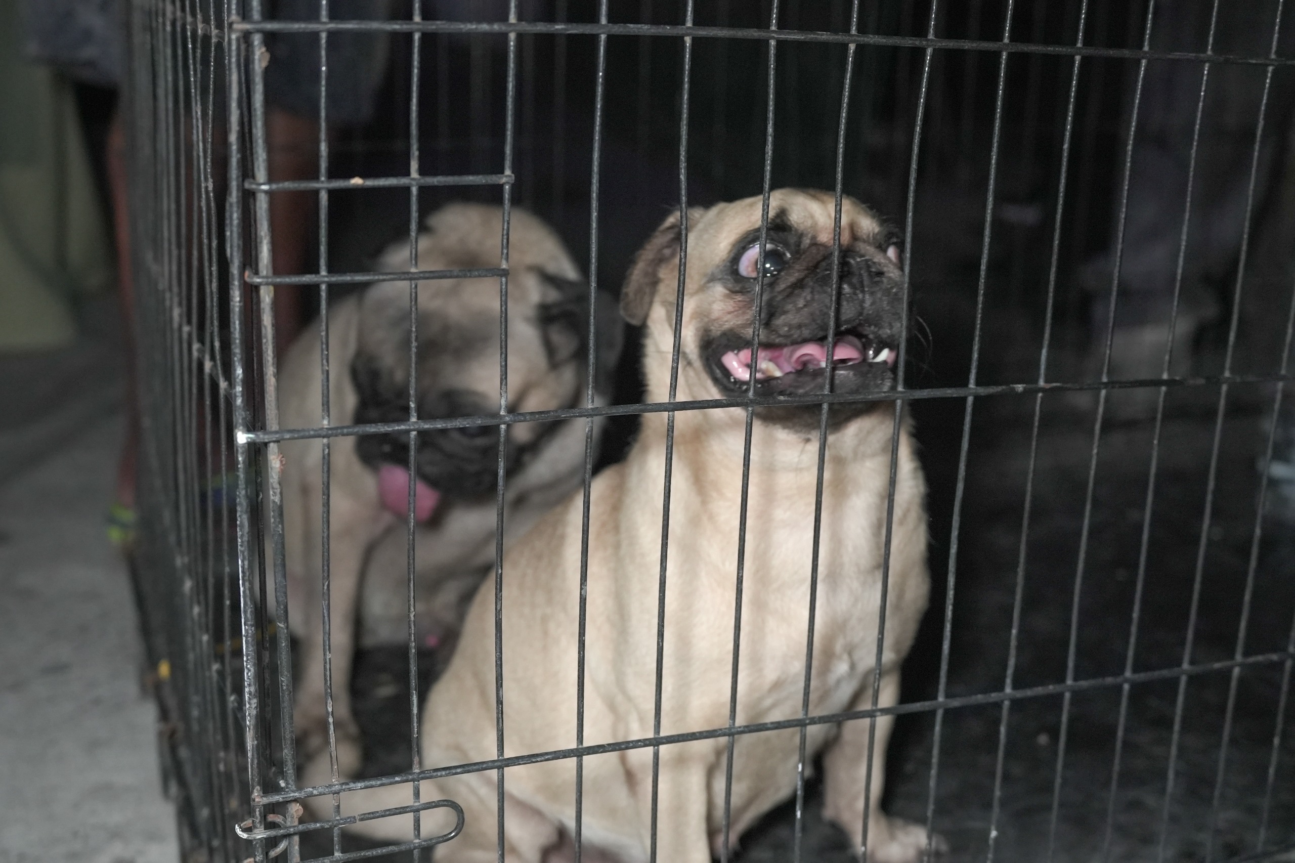 Rescatan a dos caninos abandonados en una casa de la colonia centro de Veracruz puerto