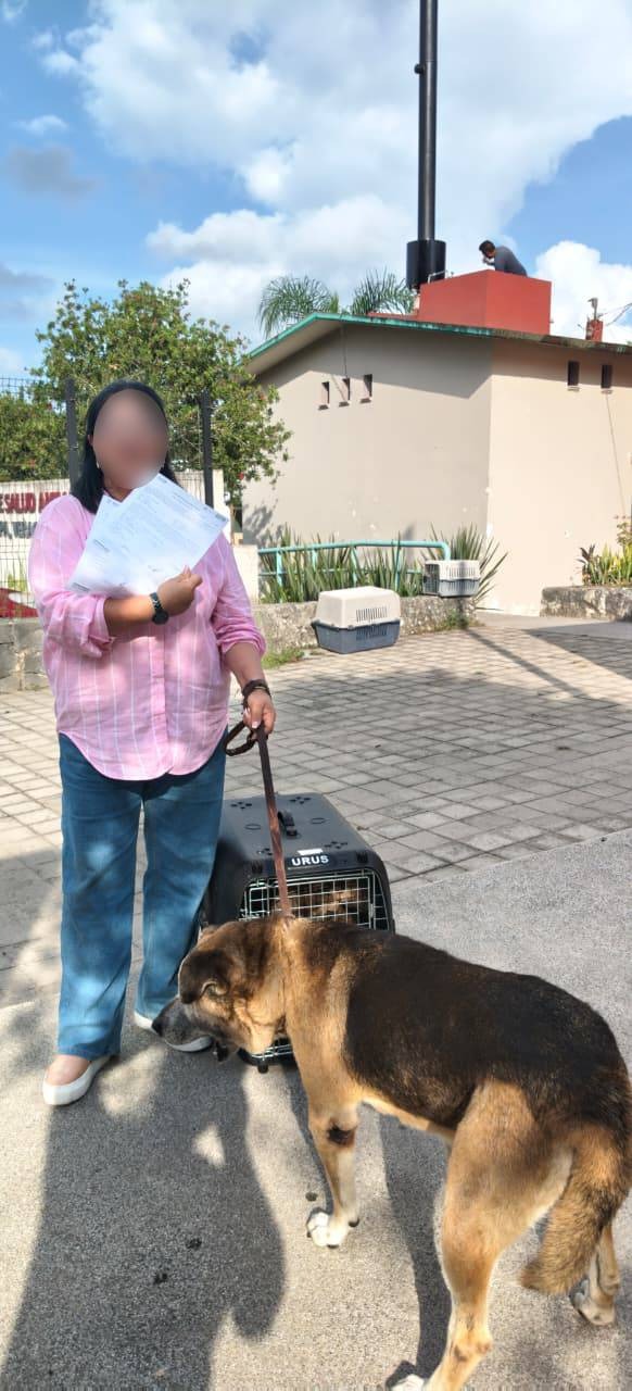 Xalapa suma 51 adopciones de perros y gatos durante 2026