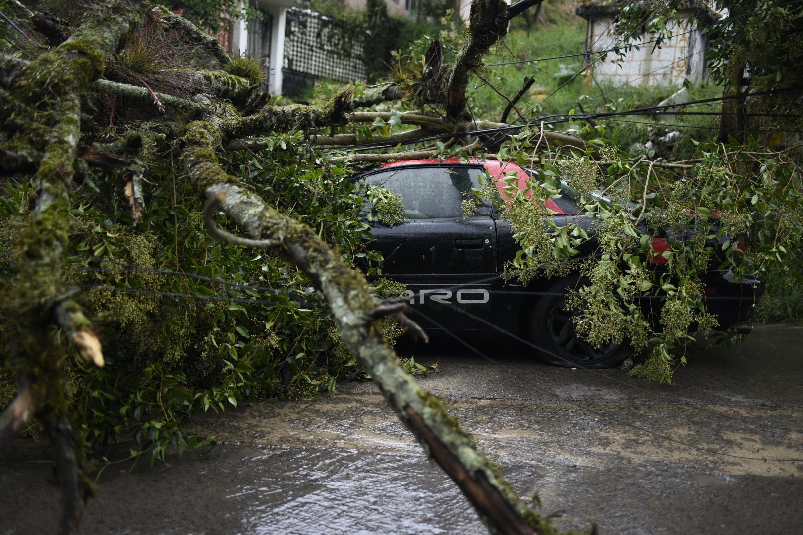 Árbol cae sobre automóvil tras fuerte lluvia en Xalapa