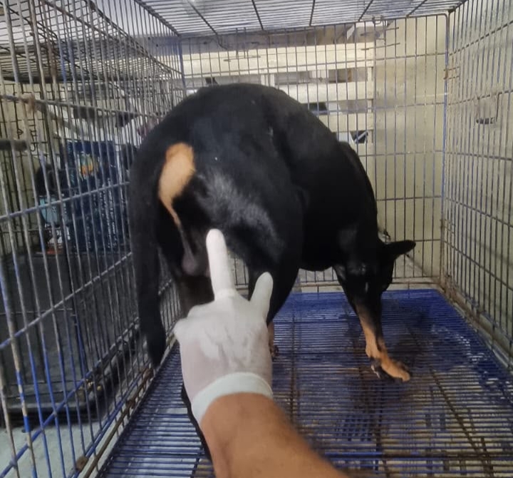 Ataca pitbull a un can dentro del estacionamiento del Poder Judicial en la ciudad de Veracruz