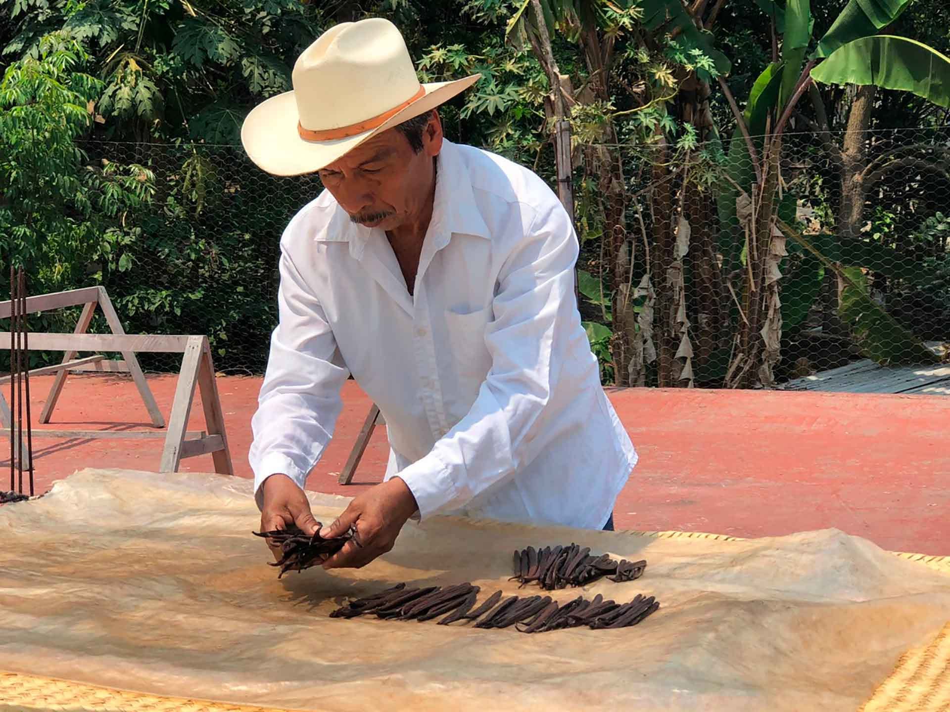 Vainilla de Papantla: tradición y paciencia detrás de cada vaina