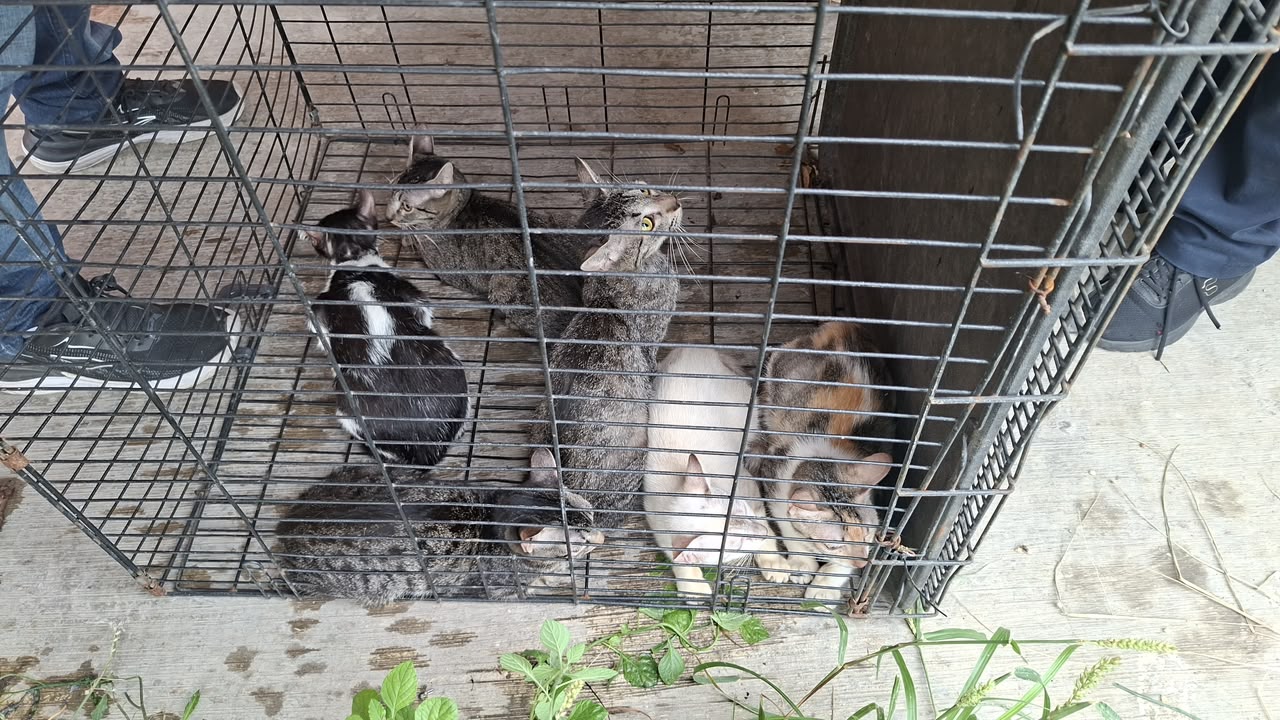 Rescatan seis gatos en Lomas de Río Medio 4 y brindan apoyo a su cuidadora