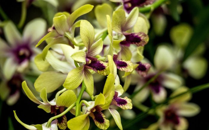 Orquídeas en Xalapa reunirán ciencia y naturaleza durante octubre