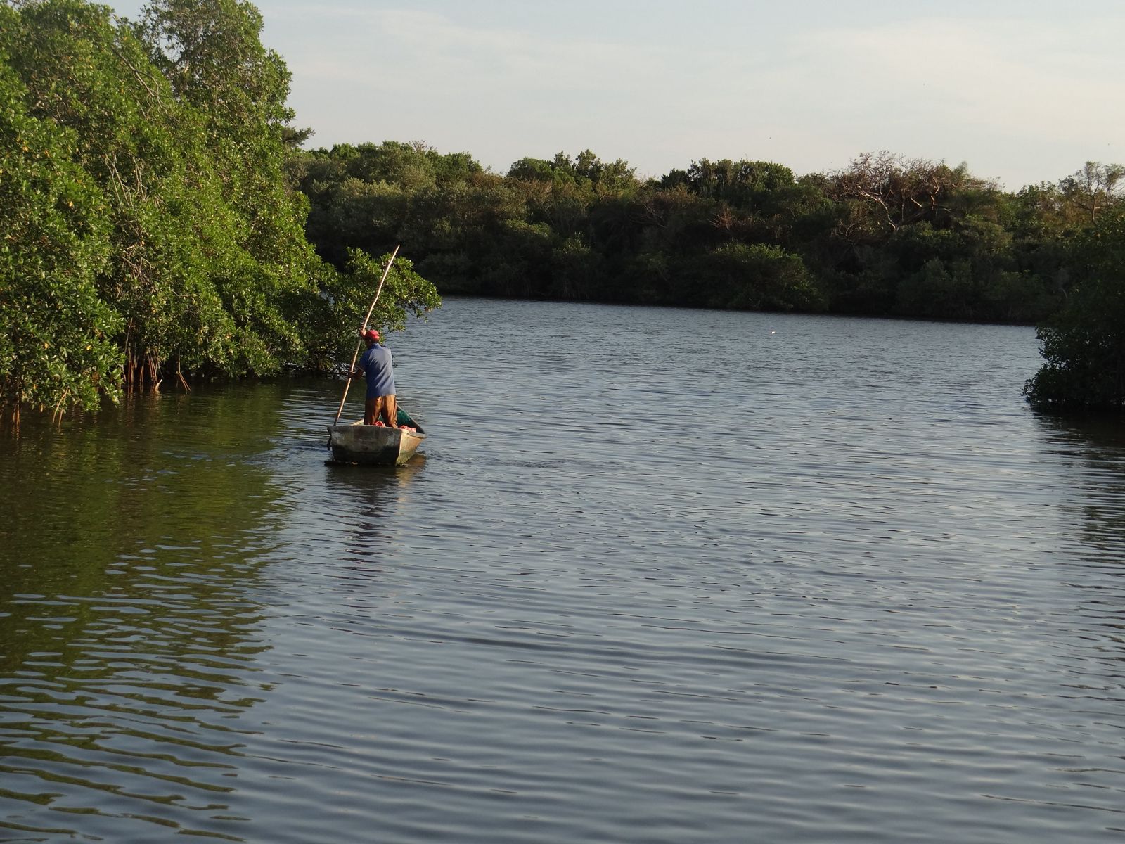 Mandinga perdió 71.4 hectáreas de manglar en 23 años